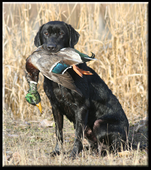 Training upland &amp; waterfowl throughout the year!!